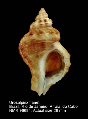 Urosalpinx haneti (5).jpg - Urosalpinx haneti(Petit,1856)